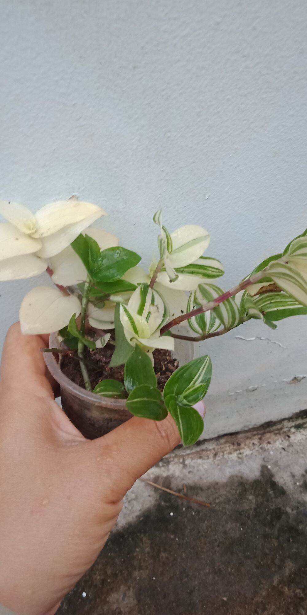 Thài lài var trắng xanh