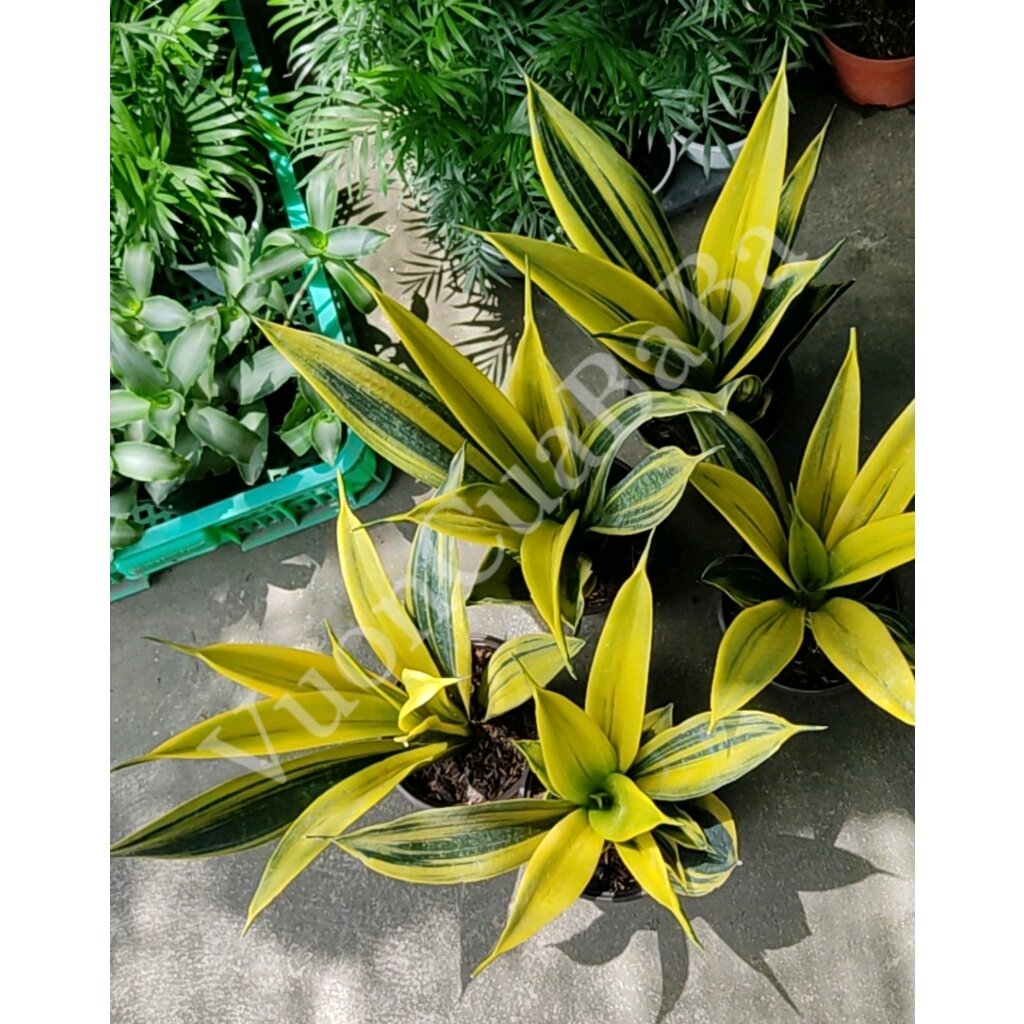 Lưỡi hổ vàng - Sansevieria Golden Flame