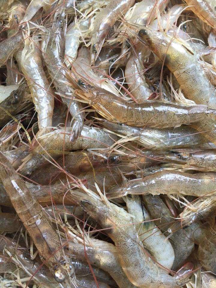 500g mắm tép bạc đất