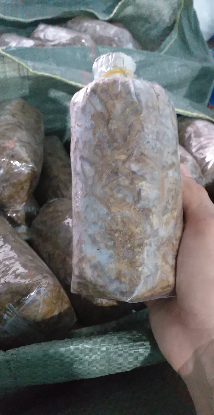 combo 20 bì meo giống nấm rơm