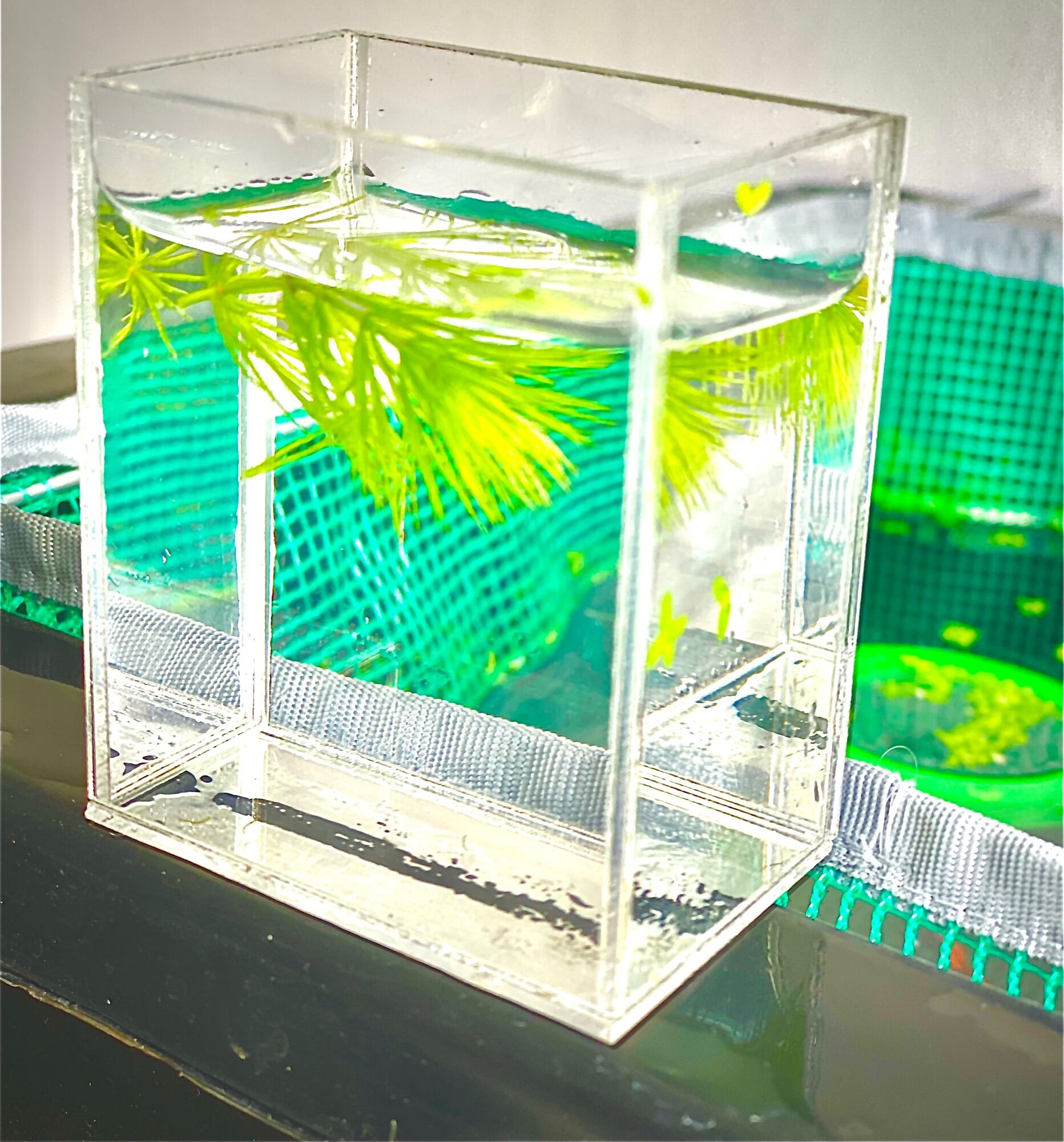 Hồ show cá guppy, betta Acrylic trong suốt( 12x12x7cm)