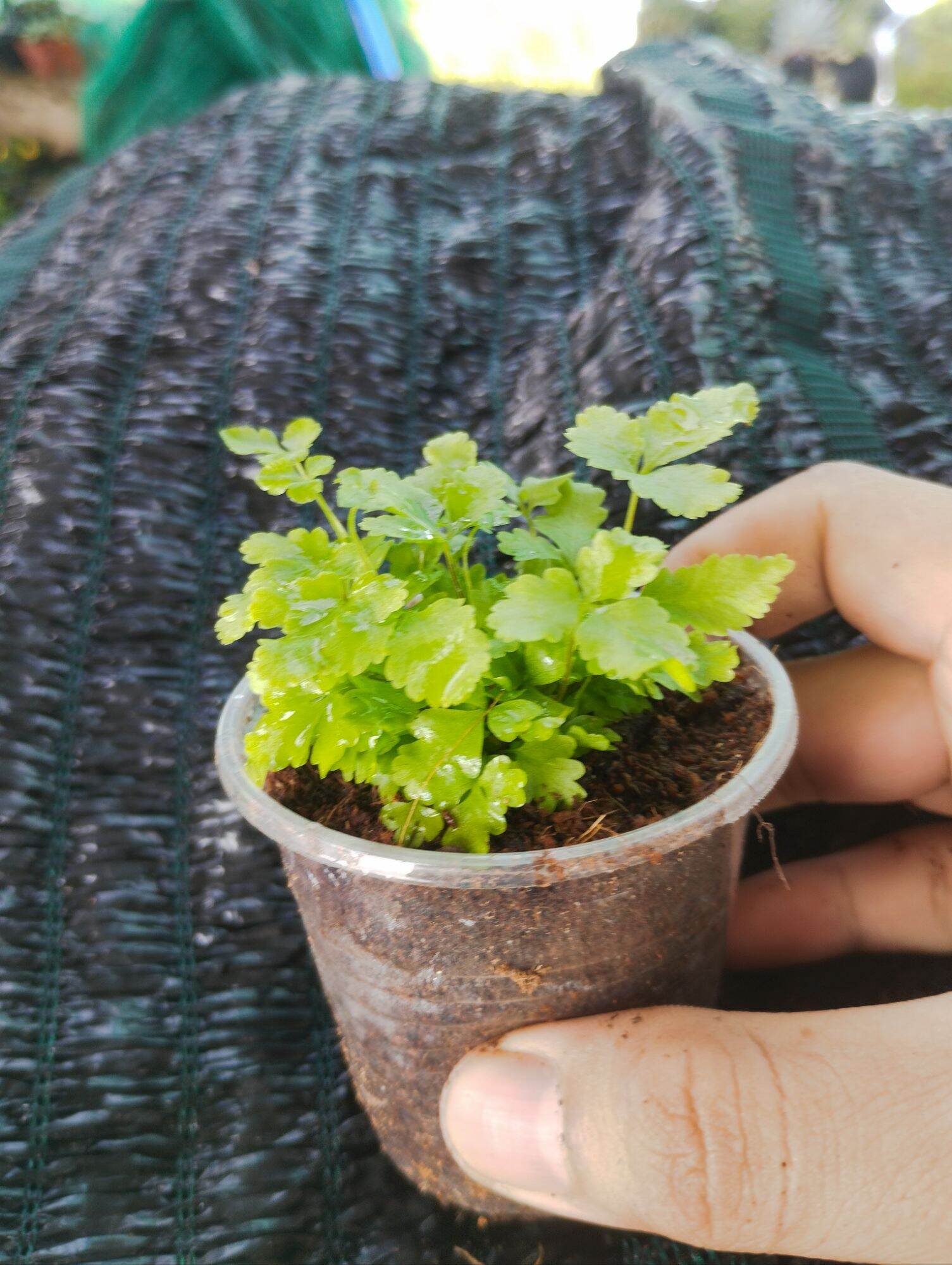 dương sỉ mini xanh