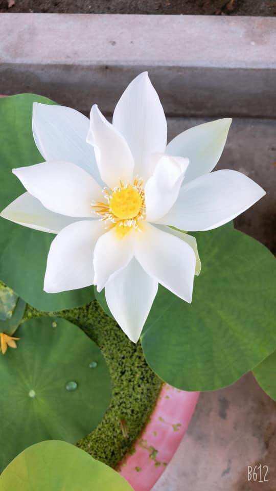 combo 5 củ sen ngẫu nhiên