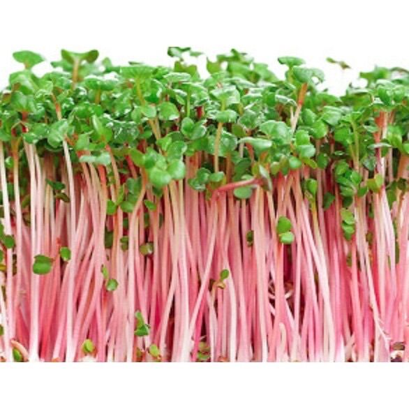 1kg hạt giống rau mầm củ cải đỏ - giòn, ngọt, dinh dưỡng cao