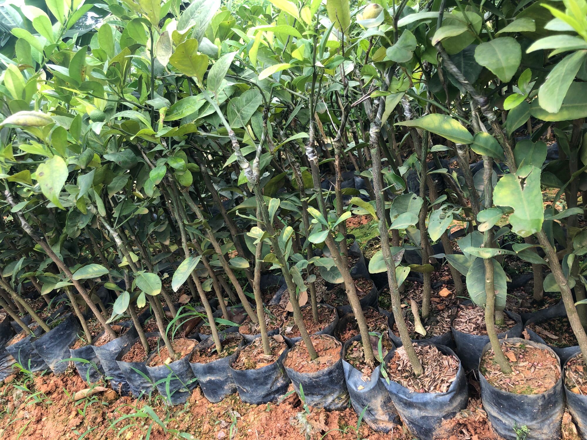 Combo 2 cây chanh tứ quý tán xum,đã có thể ra quả