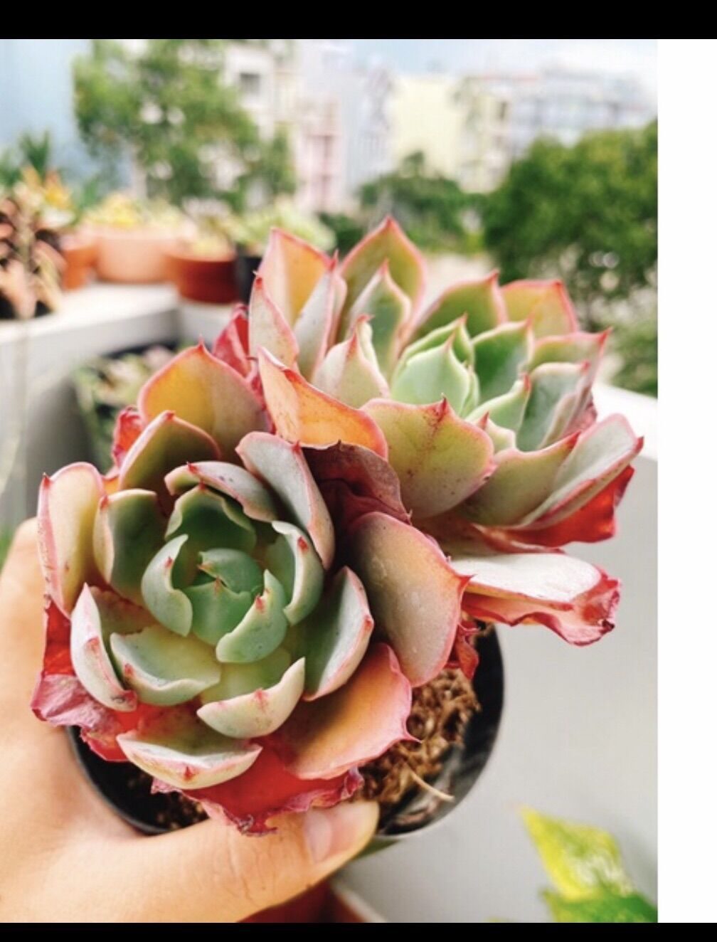 Sen đá hera thụ 2 đầu, đang lên màu đẹp