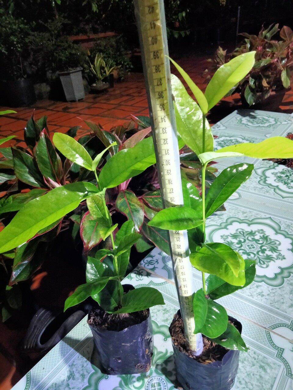 cây giống cam dạ quang