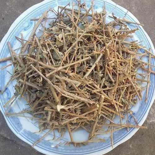 500g cà gai leo