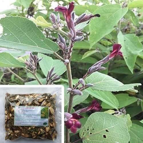 An xoa hoa tím cực tốt cho người gan kém