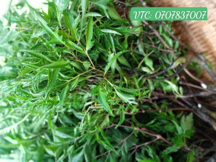 Lá đinh lăng nếp hữu cơ 1ký