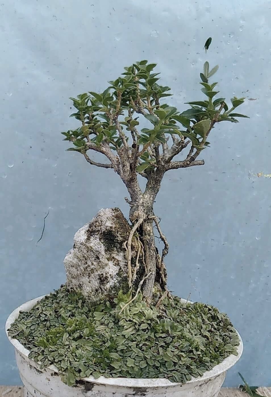 Sam hương ôm đá bonsai mini