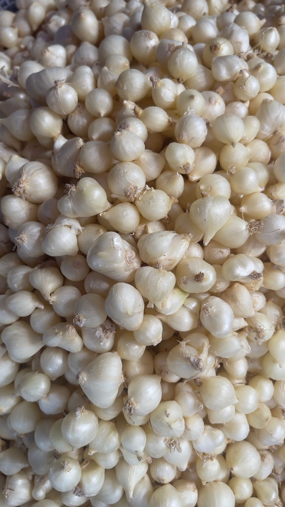Củ nén hành tăm loại lớn túi lưới 500g