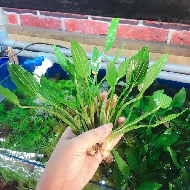 Cây Lan Nước - Cây Thuỷ Sinh Dễ Trồng Không Cần Co2 - 1 cây