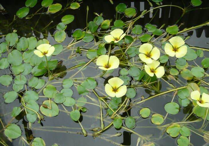 Cây Thủy Quỳnh trồng thủy sinh