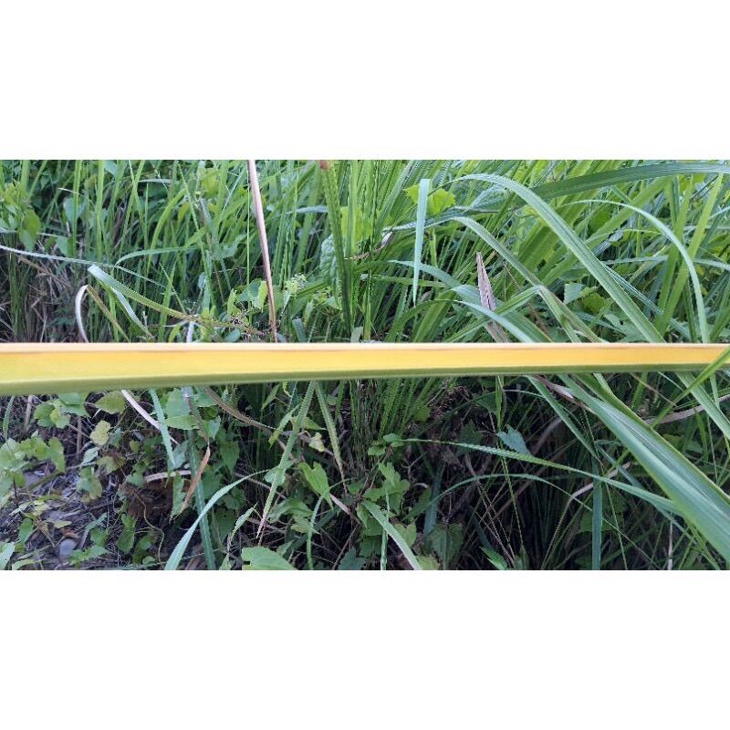Lá dừa nước tươi 100gram