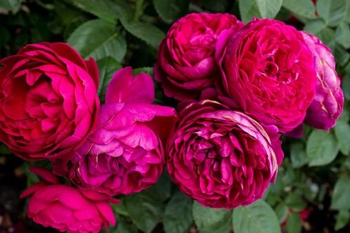 Hoa hồng Ascot Rose - hồng bụi, hoa thơm