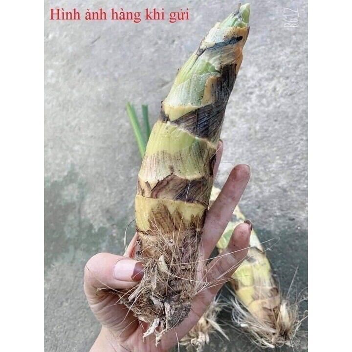 Củ giống Hoa Thiên Nga Đột biến sỉ 5k (set 5 củ )