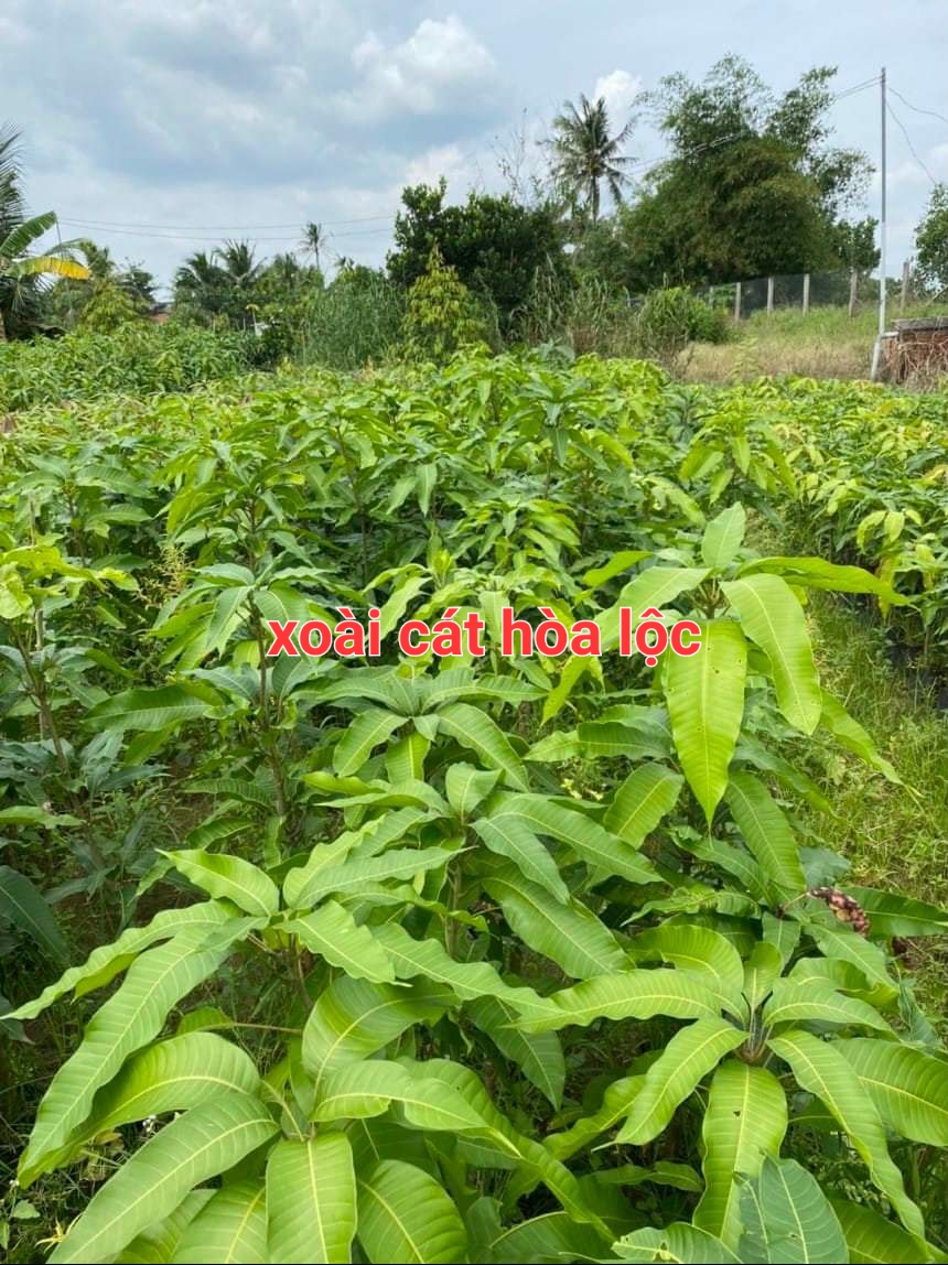 CÂY XOÀI CÁT HÒA LỘC