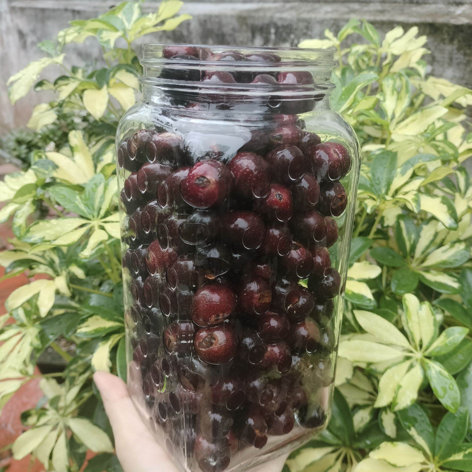 Đủng Đỉnh sấy khô/ tươi 1kg