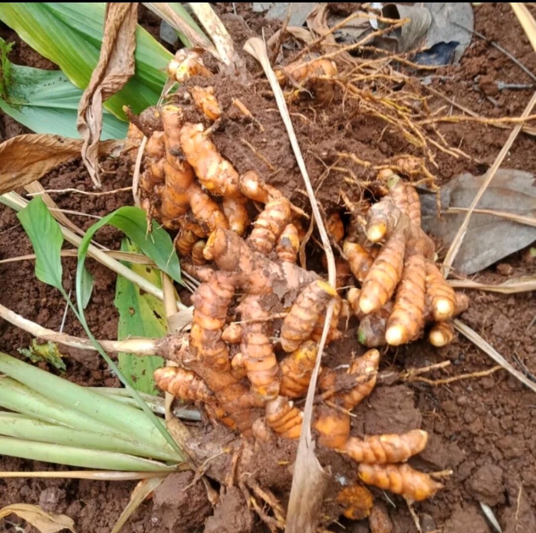 NGHỆ ĐỎ đào ở rừng không pha trộn