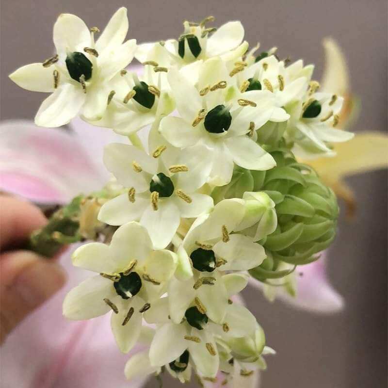 Củ hoa Thiên nga mắt ngọc (sét 5 củ)
