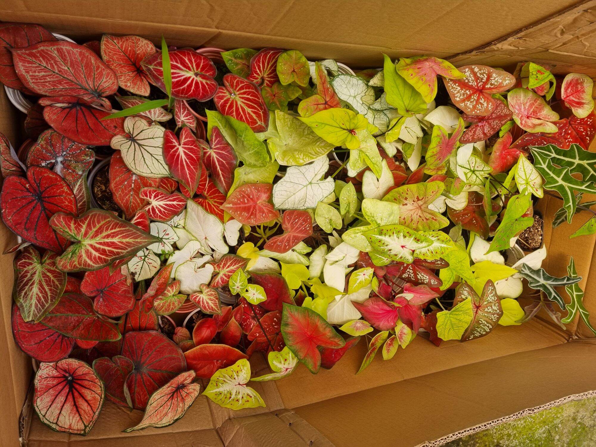 Cây môn vàng đốm - Caladium