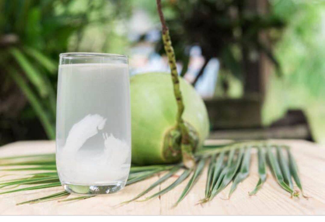 1-Trái dừa xiêm tươi Bến Tre
