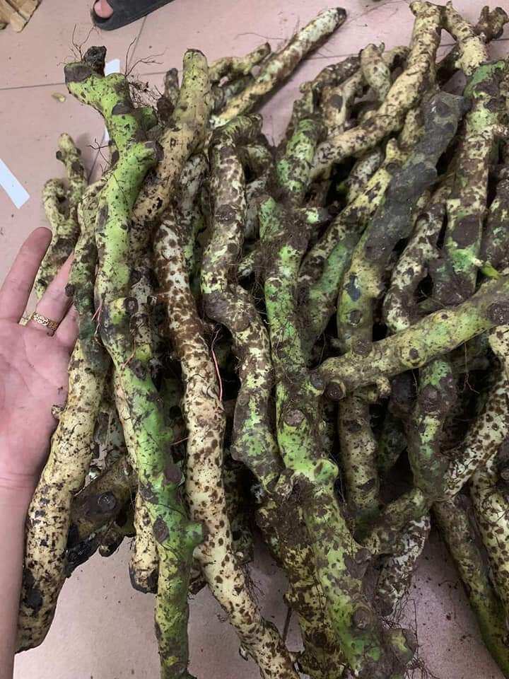 1kg Cốt Toái Bổ ( Tắc Kè Đá ) thái lát phơi khô giúp mạnh xương khớp, bổ thận hoạt huyết tán ứ