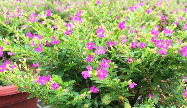 Cây cẩm tú mai