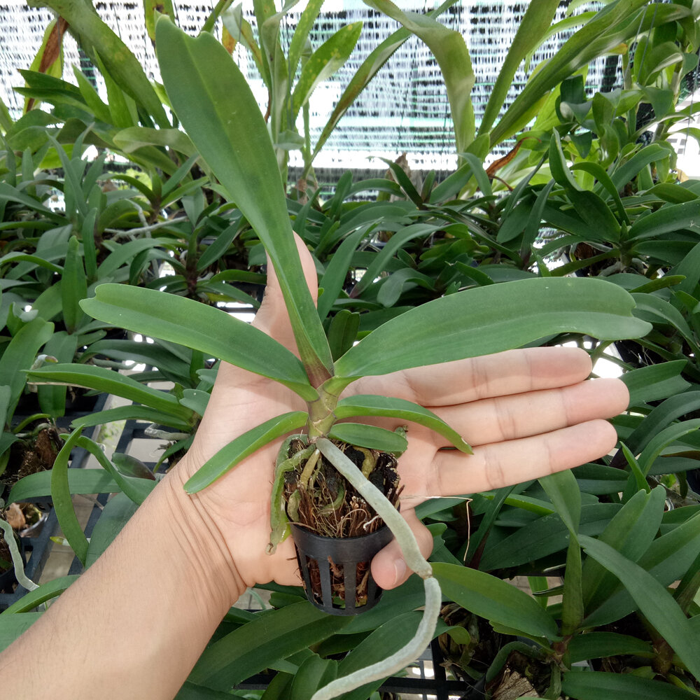 Lan Ngọc Điểm 1cây