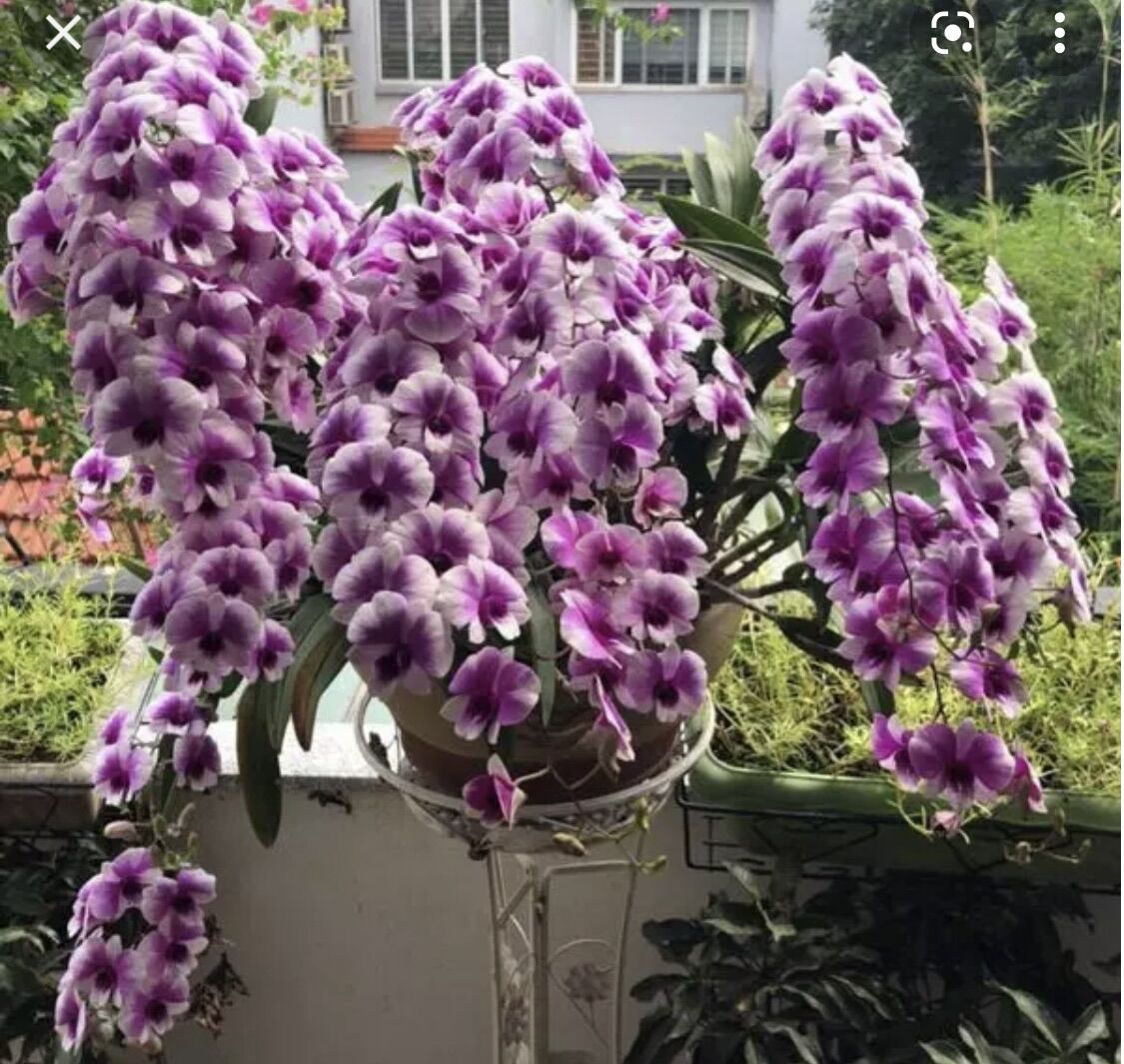 Đenzo yaya cây giống siêng hoa