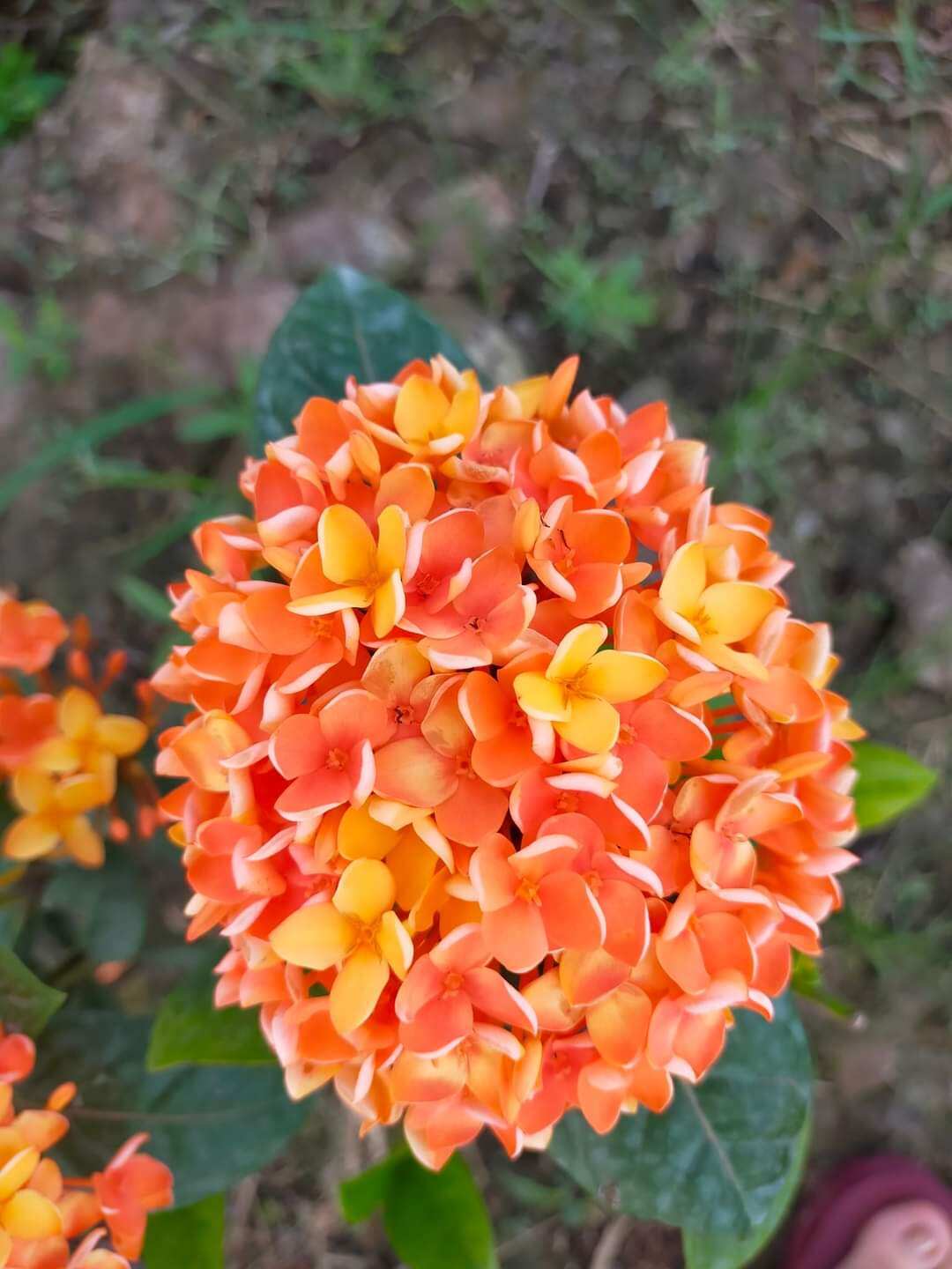 cây giống bông trang pháp hường