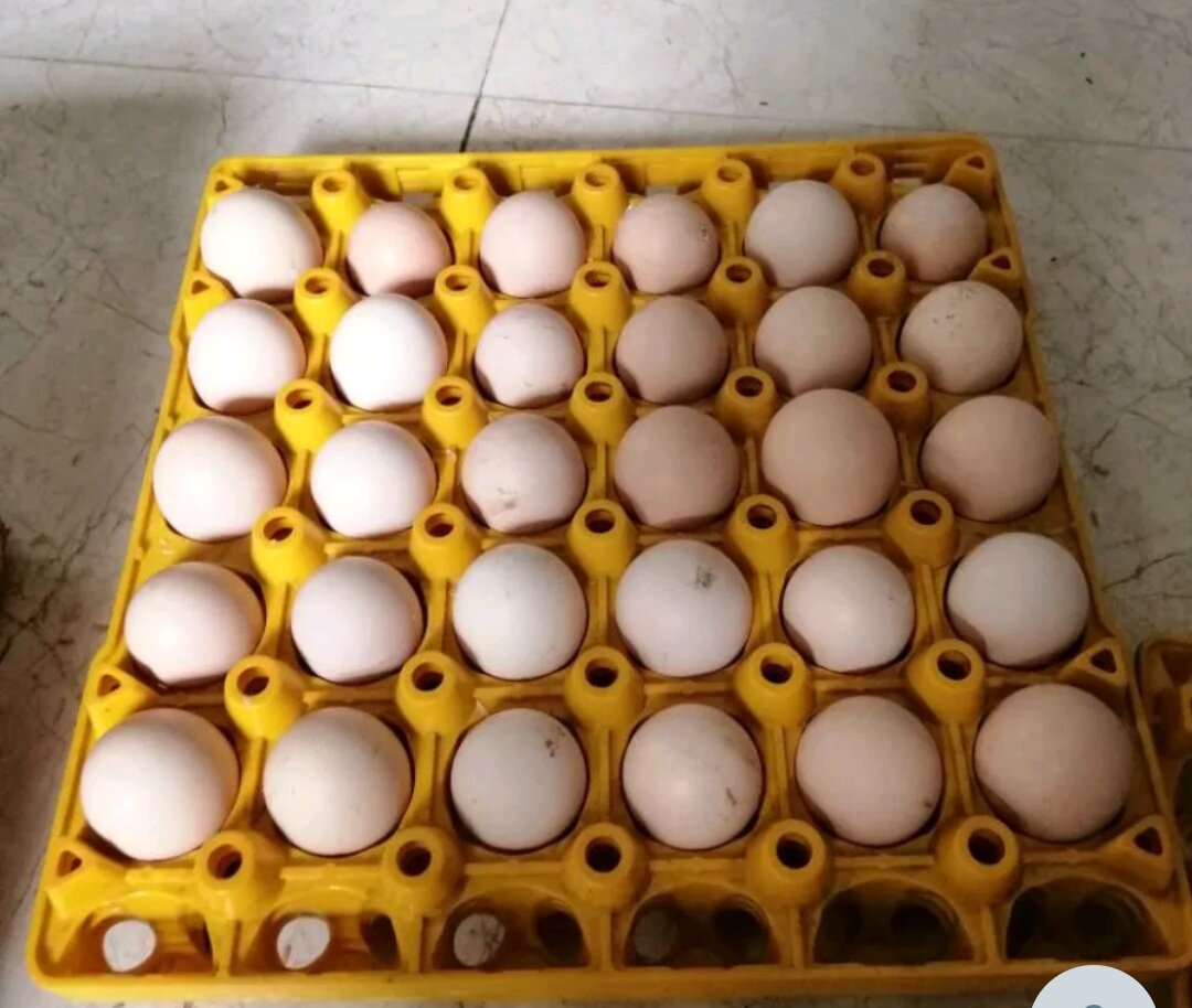 10 Trứng Gà vườn ăn lúa bắp chắc thịt bổ dưỡng