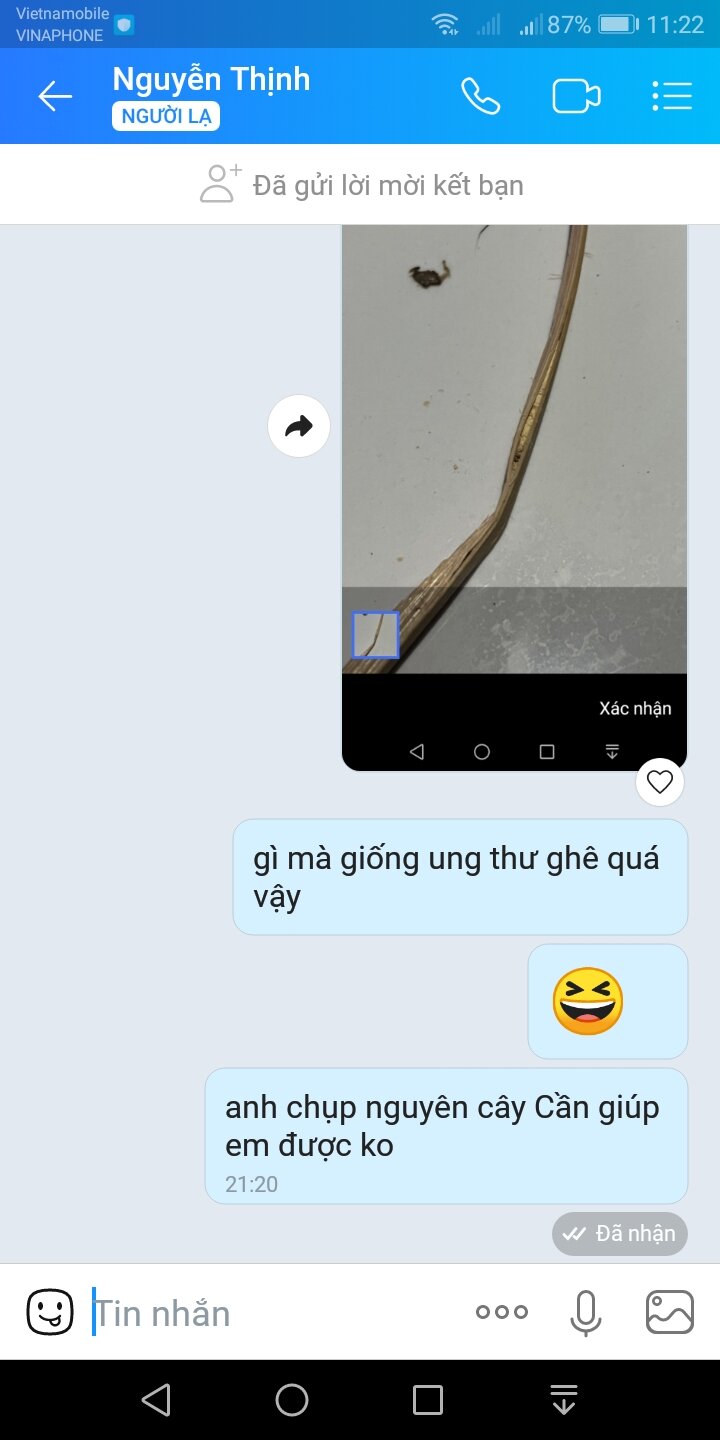 BỘ 50 CÂY CẦN CÂU CẮM KO LƯỠI XỊN