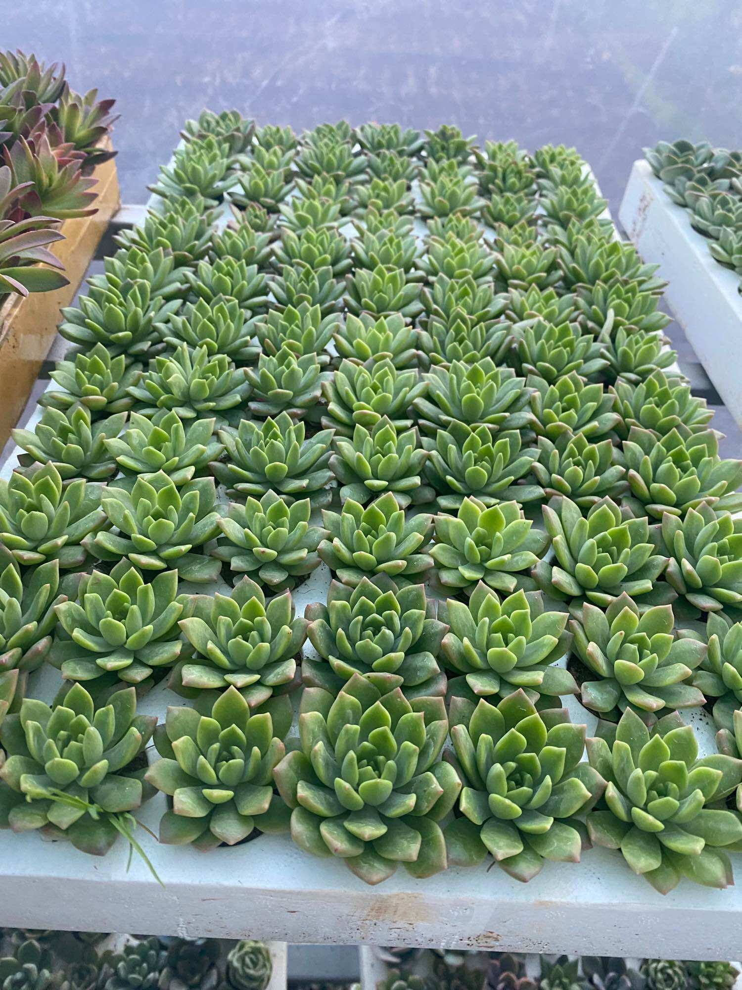 Sen đá mini vĩ 84 cây xuất vườn đà Lạt