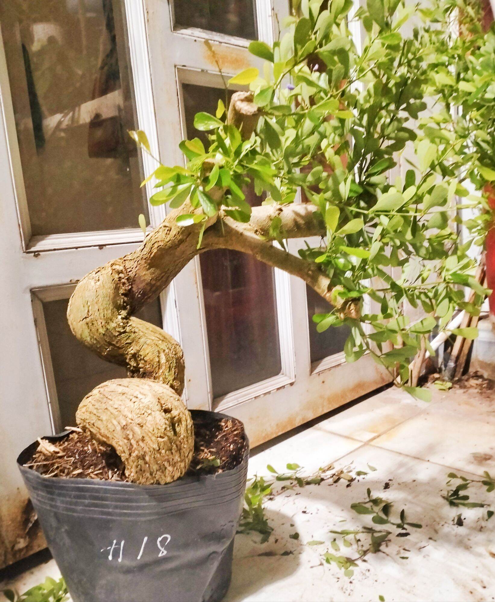 Cây linh sam siêu bông hoa tím rễ quái, bonsai, ghép tiểu cảnh, dễ trồng, ít sâu bệnh, cây phôi