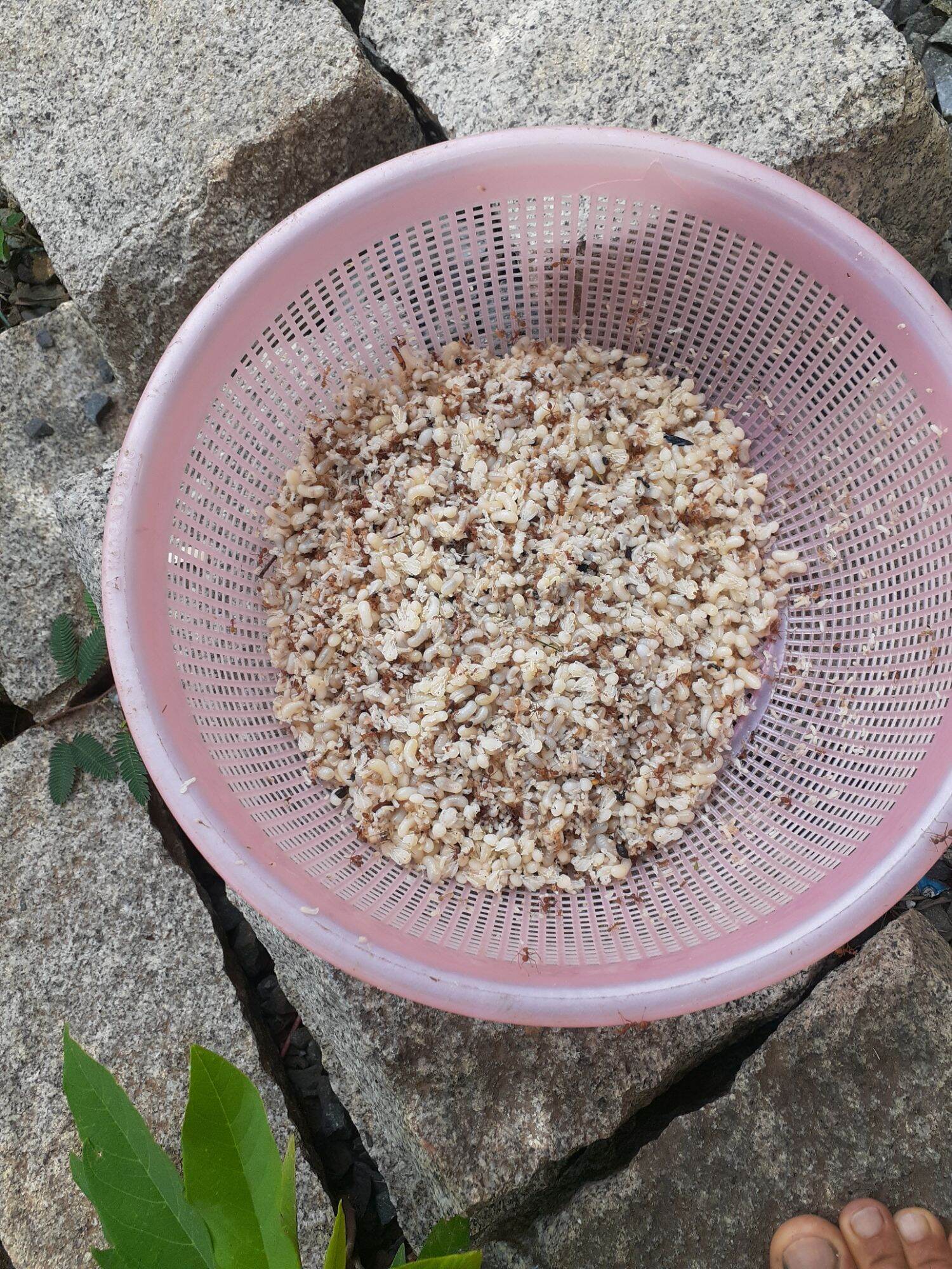 0,5 kg Trứng kiến vàng tươi (nửa kg), trứng nhỏ hay lớn tùy mùa!