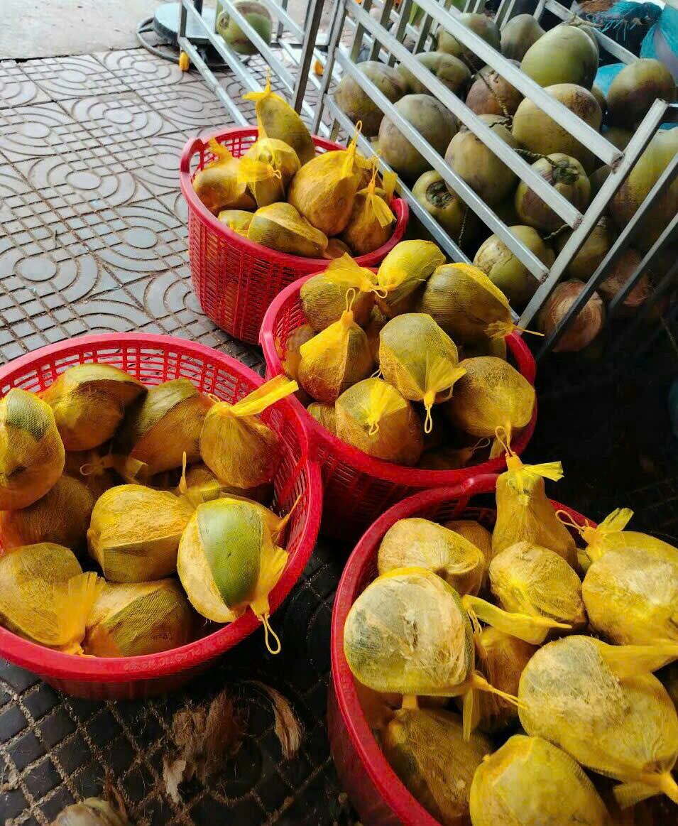DỪA SÁP CẦU KÈ TRÀ VINH