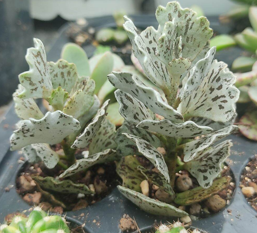 Cây sen đá lá quạt đốm - Kalanchoe rhombopilosa