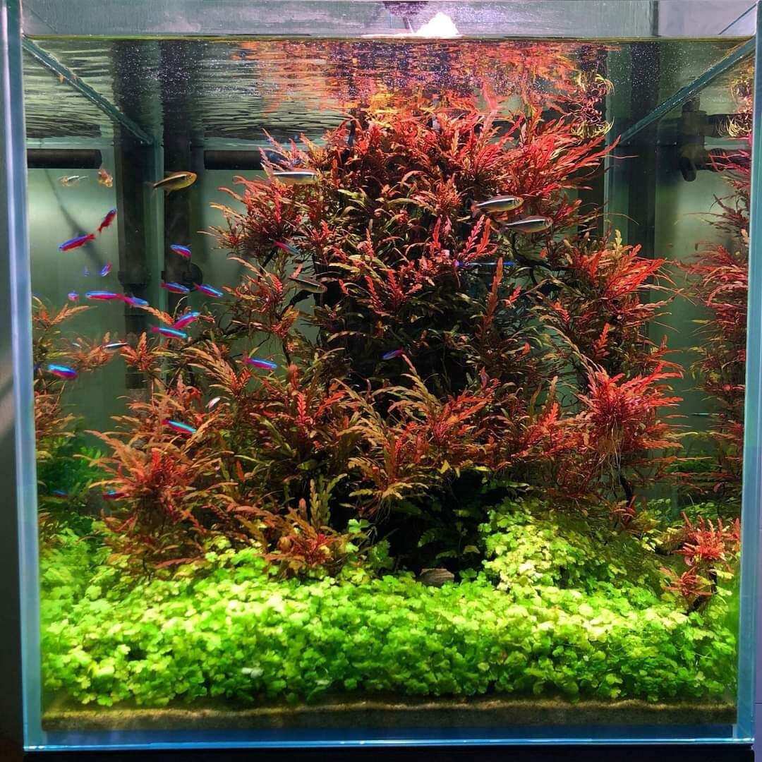 Combo 5 ngọn liễu răng cưa lá nước - cây thủy sinh