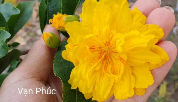 Mai cúc vạn phúc, đế to đẹp, hoa to, hình cây cập nhật 24-02-2024
