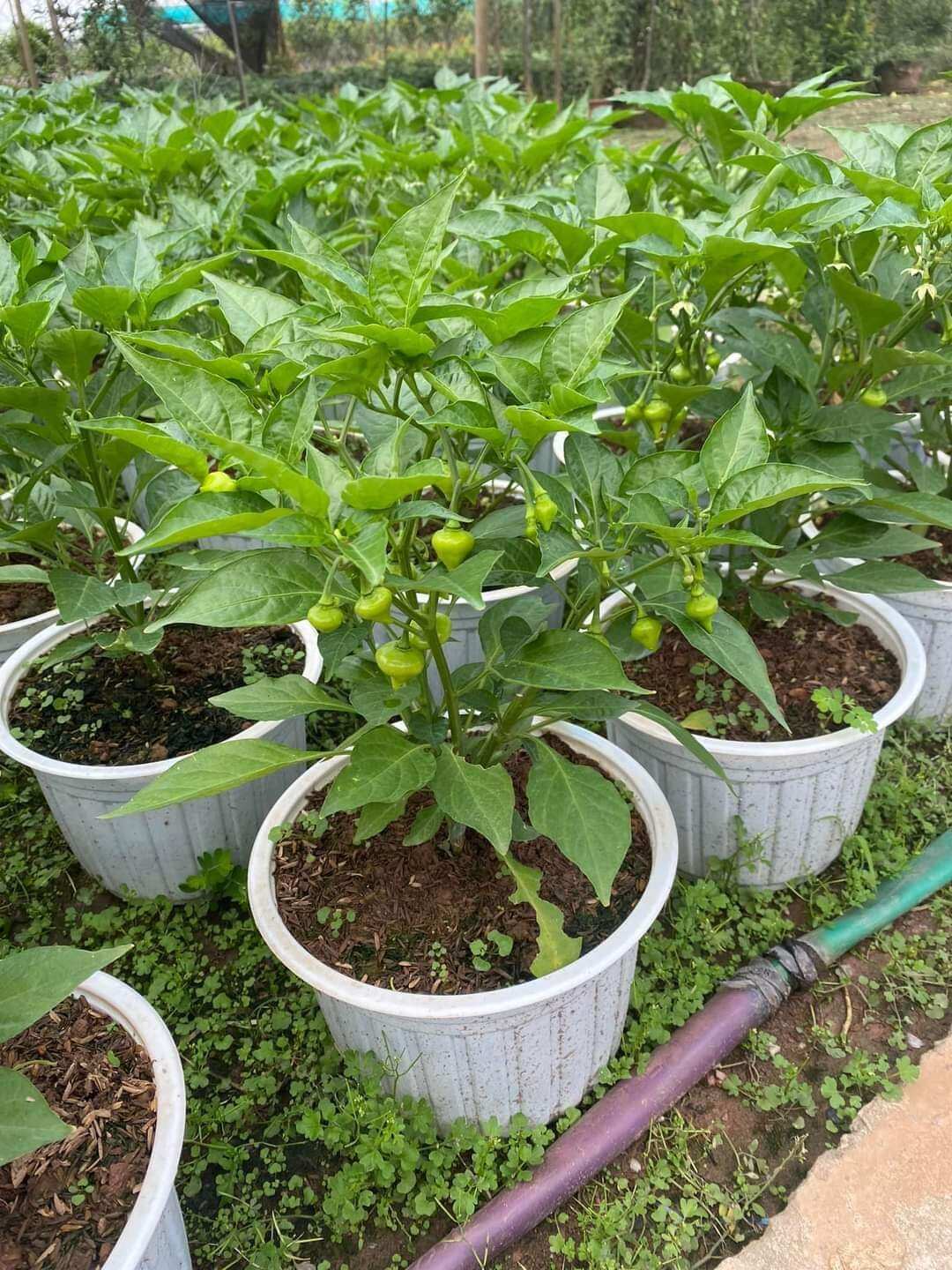 2 cây giống cây con ớt trái tim