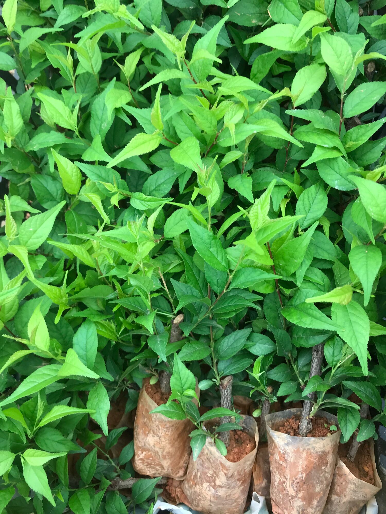Cây Nhất Chi Mai- Hàn Mai