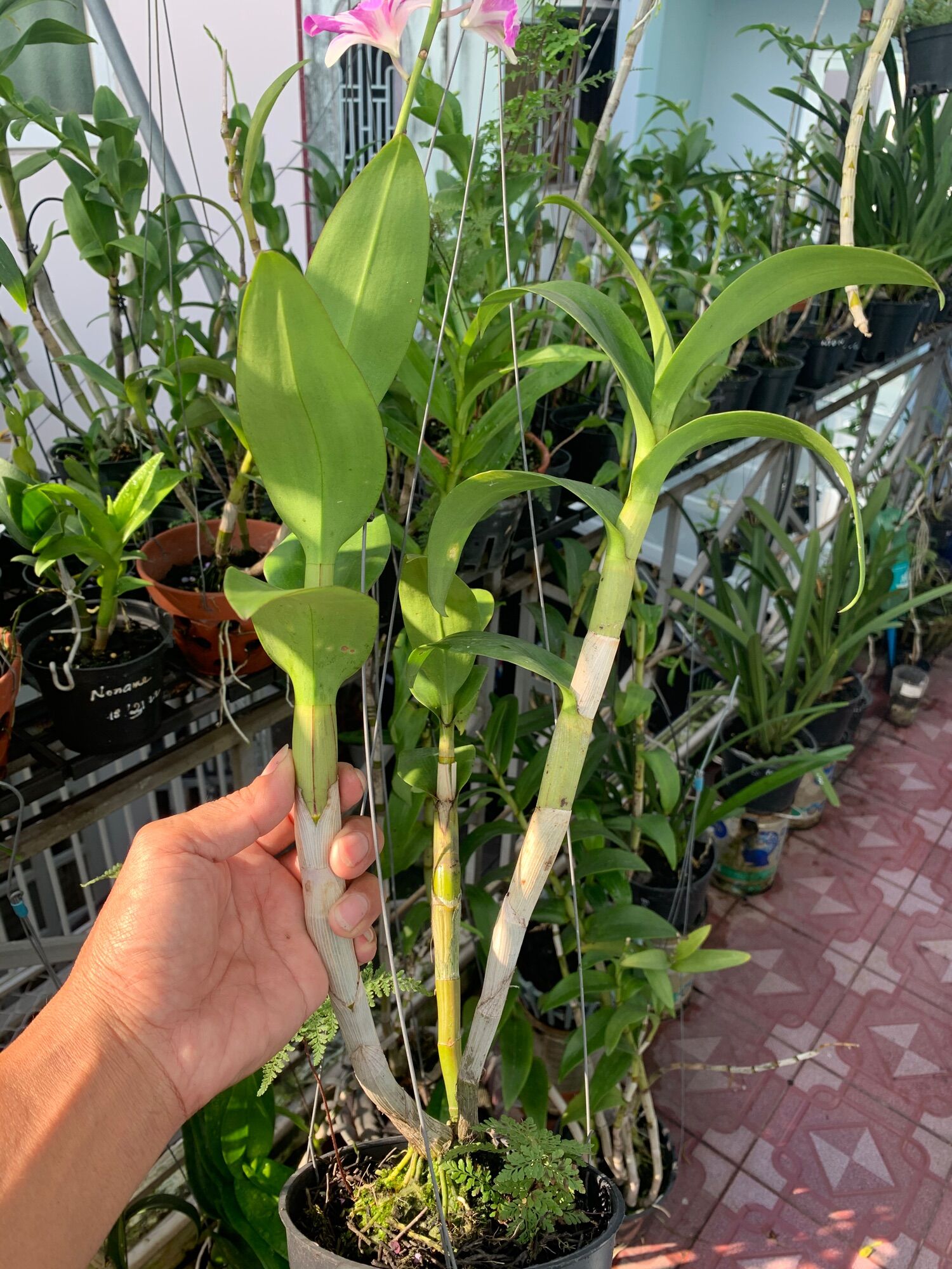 PHÂN TAN  CHẬM TÚI LỌC NT 1602-HK1