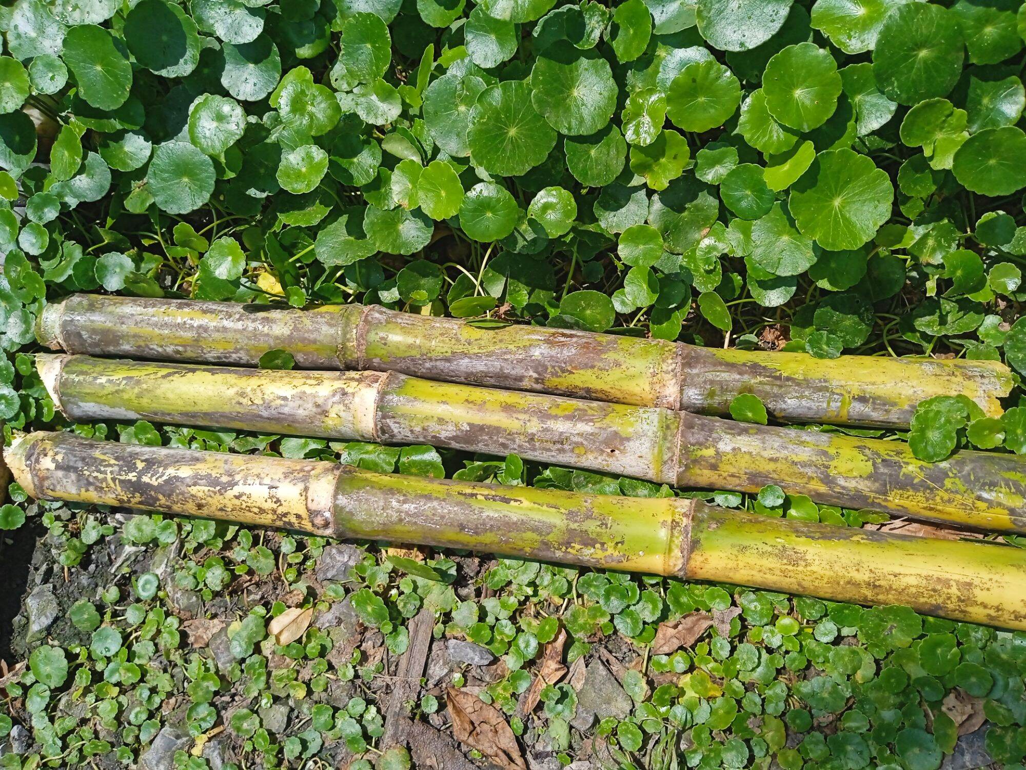 Mía đường hữu cơ 1kg