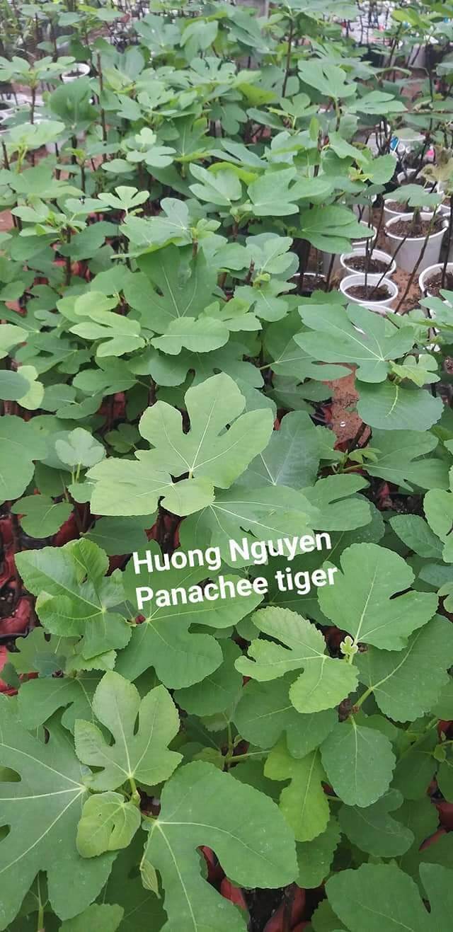 Cây sung mỹ cẩm thạch tiger