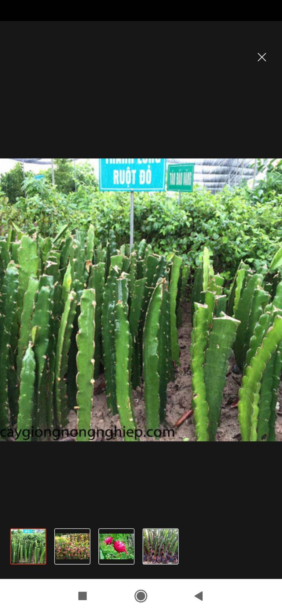 Combo ba khúc già thăng long ruột đỏ làm giống