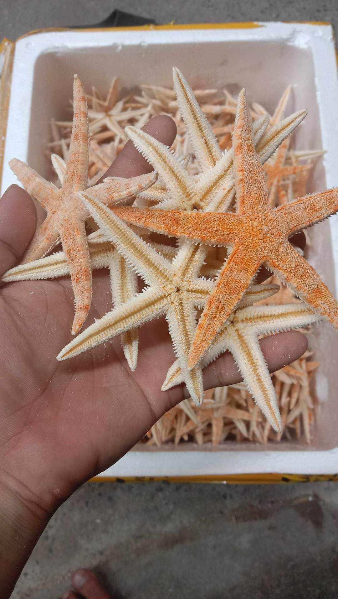 5 con Sao biển ngâm ru.ou làm thuốc 8-9cm