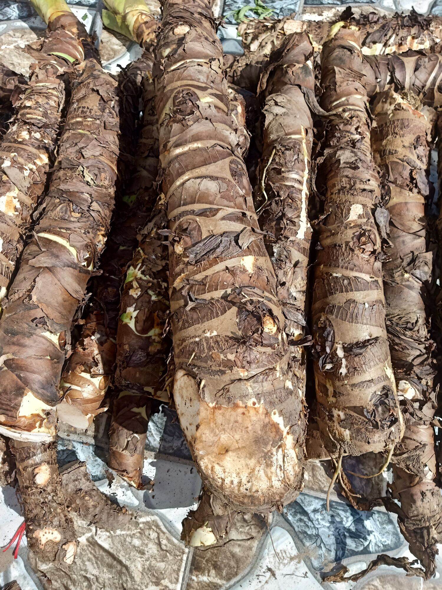 (Mua 5 tặng thêm 1).Chỉ 100k/combo 5kg, củ bạc hà núi chuẩn chất lượng
