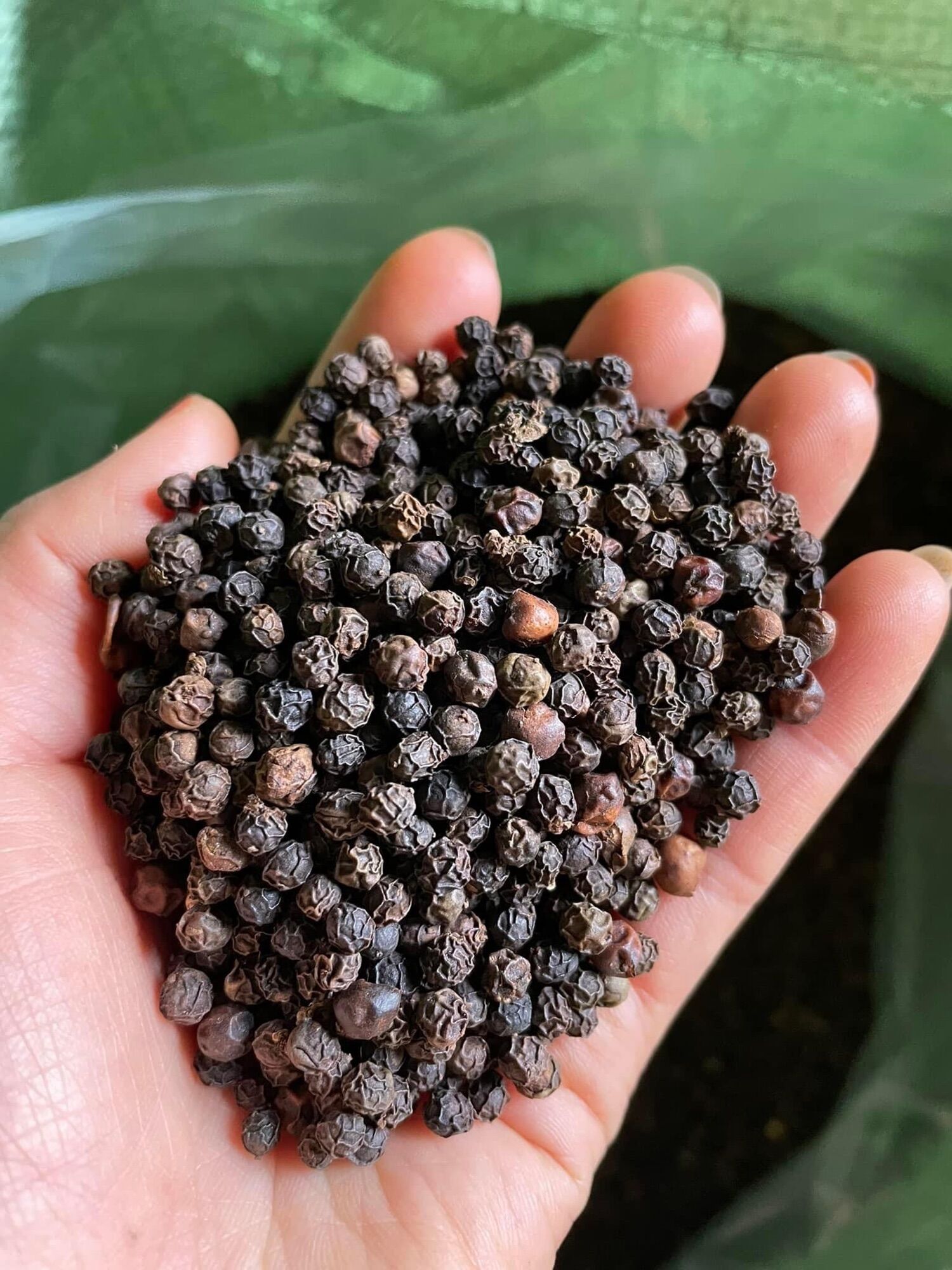 Hạt tiêu đen loại 1